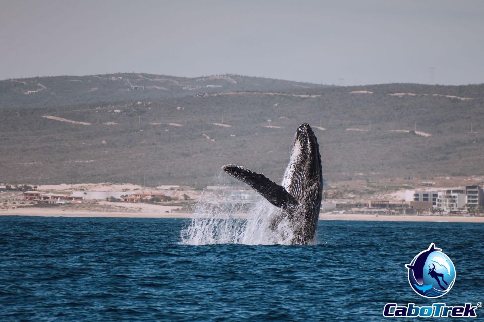 Private Luxury Yacht Whale Watching - Frequently Asked Questions