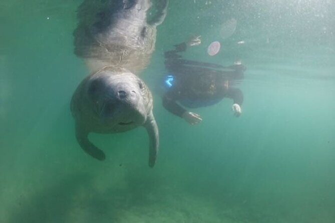 Private Manatee Snorkel Tour with FREE Photo Package - Key Points