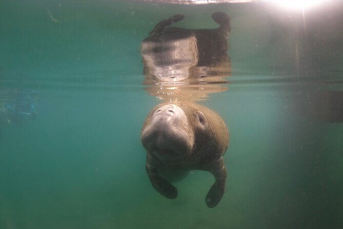 Private Manatee Snorkel Tour with FREE Photo Package - The Experience at a Glance