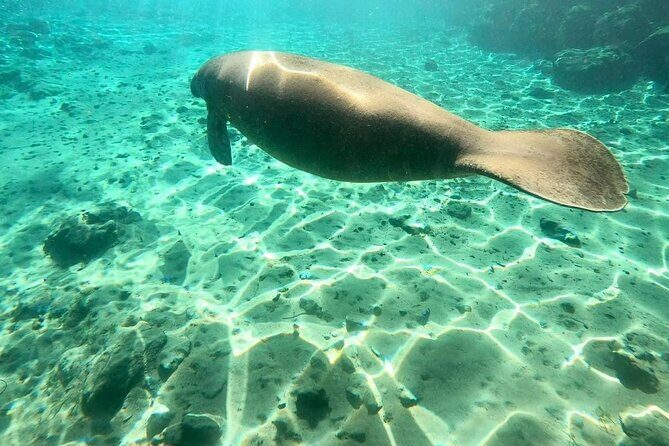 Private Manatee Snorkel Tour with FREE Photo Package - Authentic Experiences & Reviews