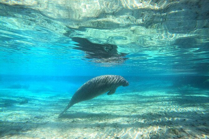 Private Manatee Snorkel Tour with FREE Photo Package - Final Thoughts