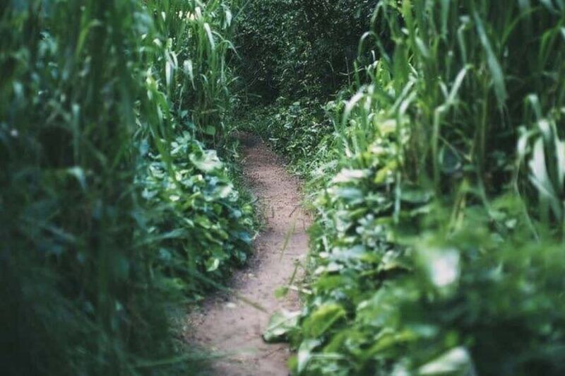 Private Maui Jungle Waterfall Adventure GoPro Video Included - What Past Participants Say