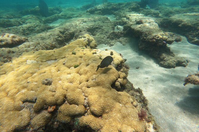 Private MegaSUP & Snorkel Tour of Fort Lauderdale Reefs - Additional Information