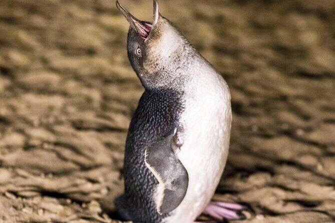 Private Melbourne Tour: Phillip Island and Chocolate Factory - FAQs