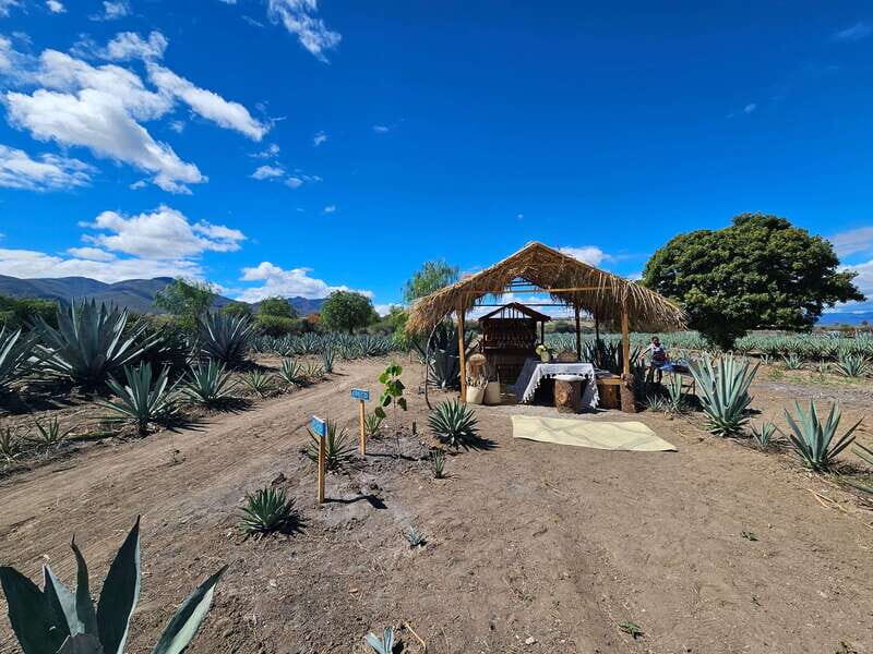 Private Mitla, Hierve el agua and Mezcal Tour with Lunch - Key Points