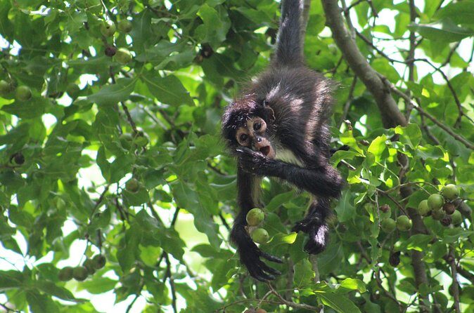 Private Monkey Sanctuary Trails with Zipline Canoe and Cenote - Practical Details and Value