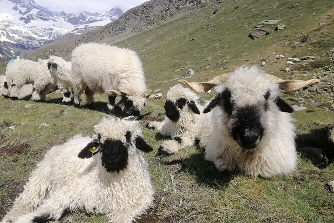 Private Mt. Gornergrat and Zermatt Tour - Cogwheel Train to Gornergrat