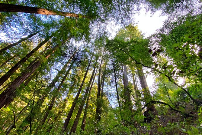 Private Muir Woods and Sausalito Half-Day Tour From San Francisco - Booking Information