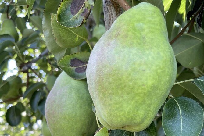 Private Multnomah Falls, Train Ride, & Wine Tour - Practical Details and What You Can Expect