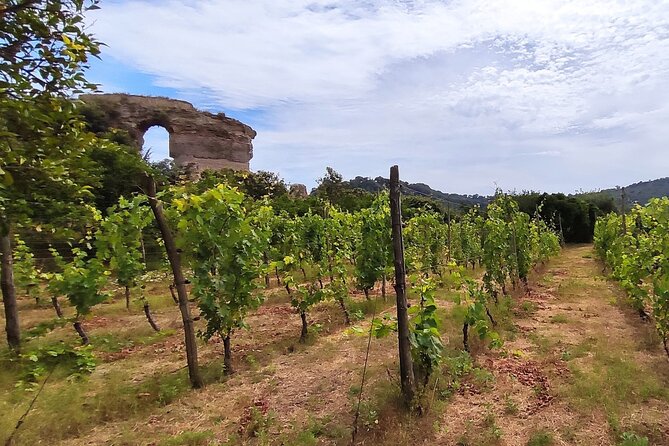 Private Natural Wine Tasting Tour, Lunch, Sommelier and Transfer. - Expertise of the Sommelier