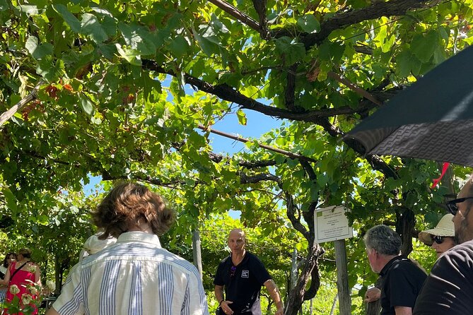 Private Natural Wine Tasting Tour, Lunch, Sommelier and Transfer. - Lunch Offering