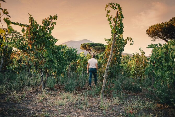 Private Natural Wine Tasting Tour, Lunch, Sommelier and Transfer. - Traveler Feedback