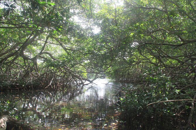 Private nature tour: Aruban mangrove forest & pristine coral reef - Why This Tour Stands Out