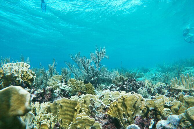 Private nature tour: Aruban mangrove forest & pristine coral reef - Who Should Book This Tour?