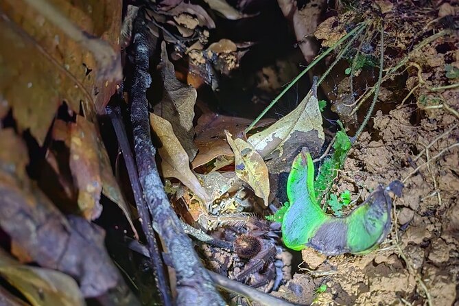 Private Night Adventure in Manzanillo Refuge - Inclusions and Exclusions