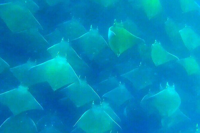 Private Ocean Safari in La Ventana: Marine Wildlife Experience - Exploring the Itinerary: What You Can Expect