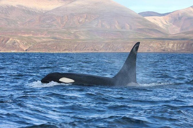 Private Ocean Safari in La Ventana: Marine Wildlife Experience - The Sum Up