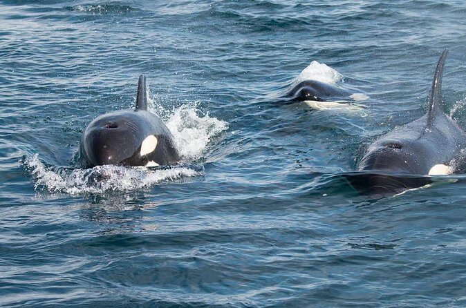 Private Ocean Safari in La Ventana: Marine Wildlife Experience - FAQ