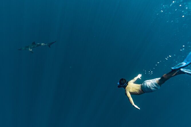 Private Ocean Seafari Swim with Wildlife in SJC - A Deep Dive Into the Experience