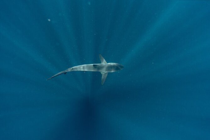 Private Ocean Seafari Swim with Wildlife in SJC - Who Will Love This Tour?