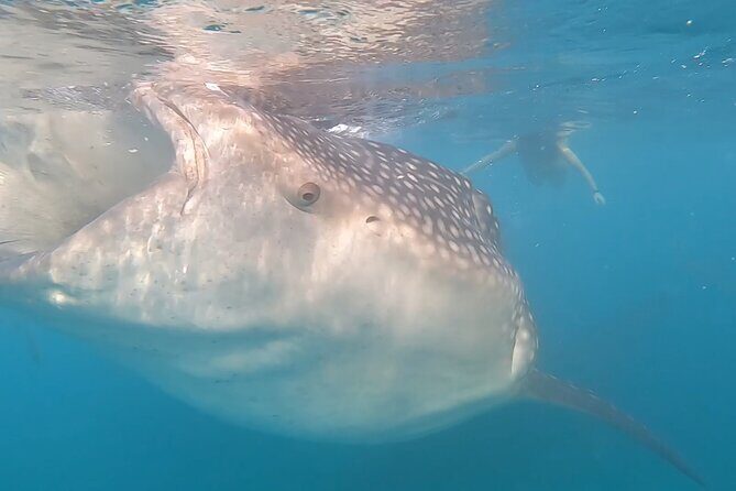 Private Ocean Seafari Swim with Wildlife in SJC - Final Thoughts