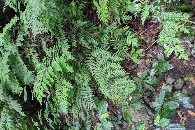 Private Ocho Rios highlight tour - Final Thoughts