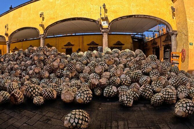 Private One Day Adventure Tour in Tequila and José Cuervo Tequila - A Deep Dive into the Tequila Tour Experience