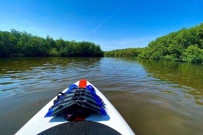 Private Paddle Board Adventure - Wildlife Spotting Opportunities