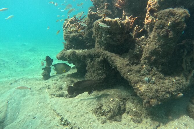 Private Peanut Island Boat & Snorkel Tour - Meeting and Pickup