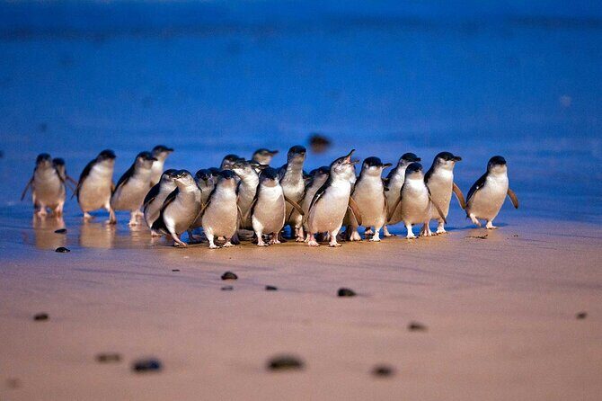 Private Phillip Island Day Trip from Melbourne Including Penguin Parade Premium Viewing - FAQs