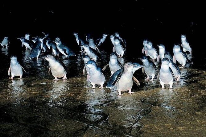 Private Phillip Island Penguin Parade Tour - Key Points