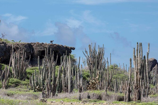 Private Photography Tour - Exploring Bonaire Through a Lens