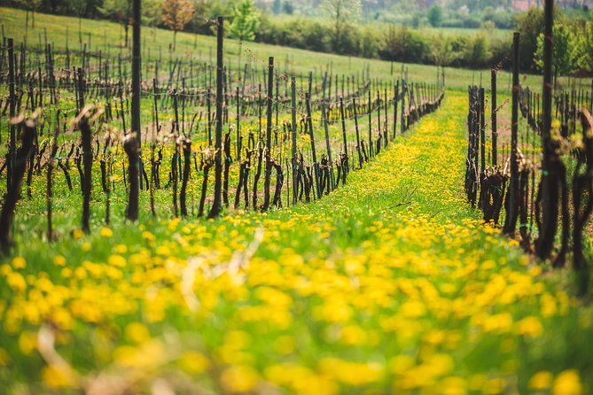 Private PICNIC in Bohemian Vineyards and Wine Tasting 4WD Tour - Flexible Cancellation Policy and Refunds