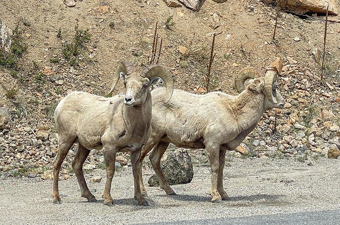 Private Pikes Peak Region Backcountry Half Day Adventure Tour - Practical Details to Consider