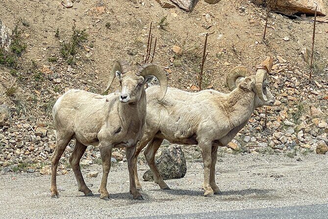 Private Pikes Peak Region Backcountry Half Day Adventure Tour - FAQs