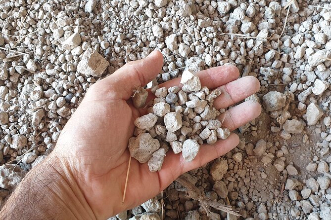 Private Pompeii Tour With an Archaeologist and Wine Experience on Mt Vesuvius - Winery Wine Experience