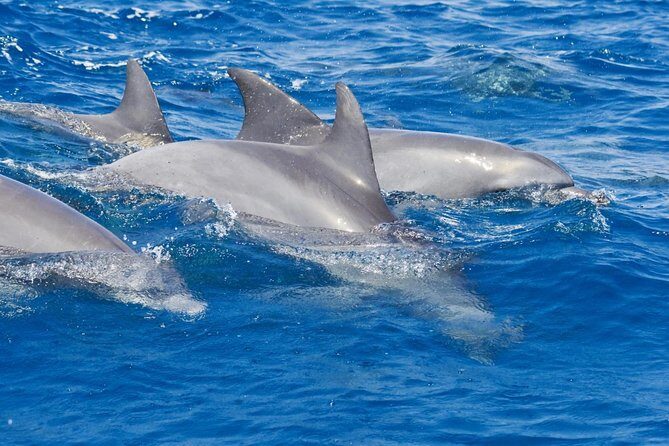 Private Port Stephens Day Trip from Sydney incl Dolphin Cruise - Key Points