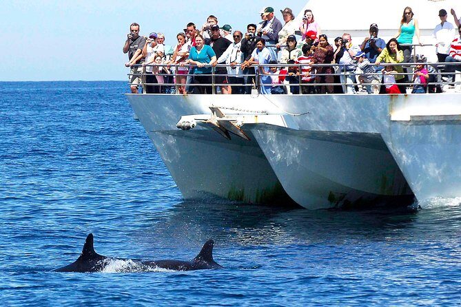 Private Port Stephens Day Trip from Sydney incl Dolphin Cruise - An In-Depth Look at the Tour Experience