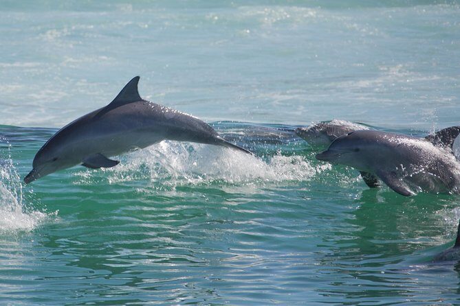 Private Port Stephens Day Trip from Sydney incl Dolphin Cruise - Who Will Love This Tour?