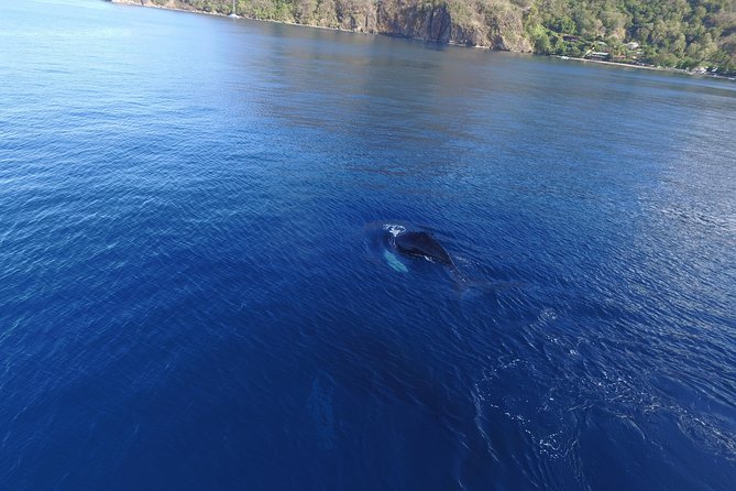Private Premium Whale and Dolphin Safari St Lucia - Tips for Travelers