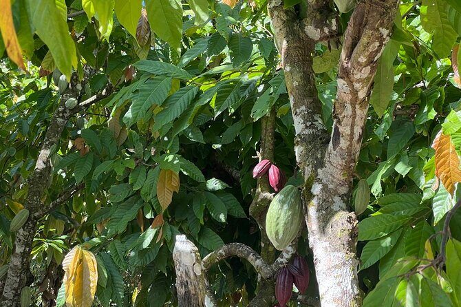 Private Punta Cana Beyond-the-Resort Local Life Tour - Macao Beach: The Coastal Jewel