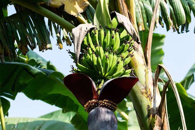 Private Punta Cana Beyond-the-Resort Local Life Tour - What’s Included and What to Consider