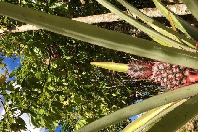 Private Punta Cana Beyond-the-Resort Local Life Tour - Authenticity and Personalization: The Real Draw