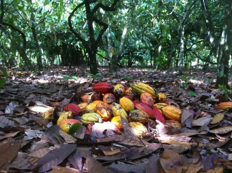 Private: Punta Cana: Buggy Tour with Cenote Swim & Macao - FAQs  