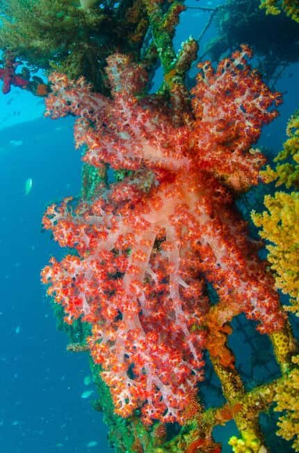 Private: Punta Cana: Reef Diving Adventure with Hotel Pickup - The Experience Provider: What You Should Know