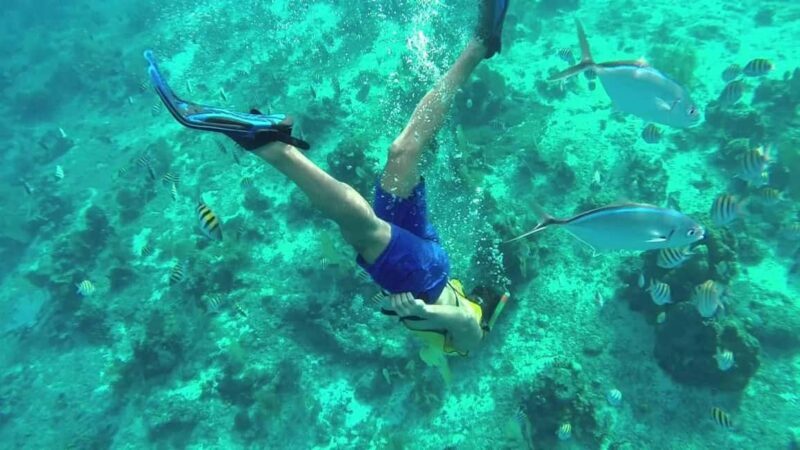 Private: Punta Cana to Catalina: Snorkeling, Beach & Buffet - Final Thoughts on the Experience