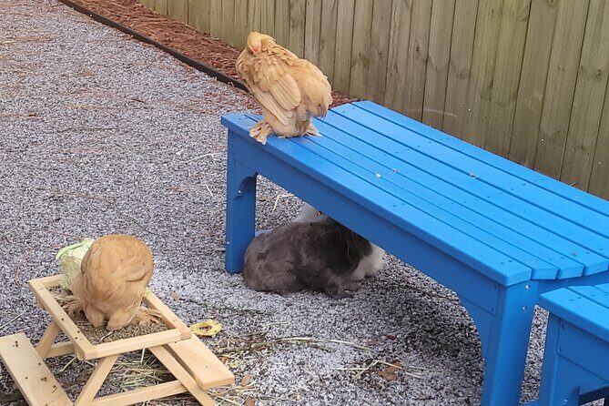 Private Rabbit and Chicken Petting Experience in Navarre - A Gentle Encounter with Small Exotic Animals in Navarre