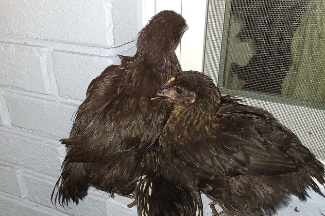 Private Rabbit and Chicken Petting Experience in Navarre - Key Points