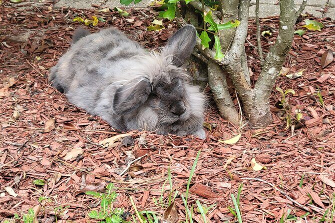 Private Rabbit and Chicken Petting Experience in Navarre - What’s Included and What’s Not