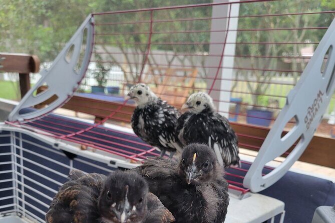 Private Rabbit and Chicken Petting Experience in Navarre - Authentic Visitor Perspectives